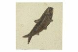 Detailed Fossil Fish (Knightia) - Large for Species! #292436-1
